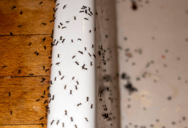 Trusted Warrenton, GA Pest Control Experts