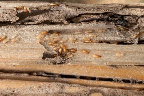 Best Emergency Pest Control  in Warrenton, GA